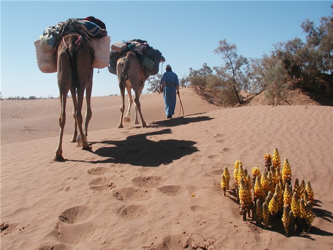 5 Days Tour From Fes To Marrakech Via Merzouga Camels Ride
